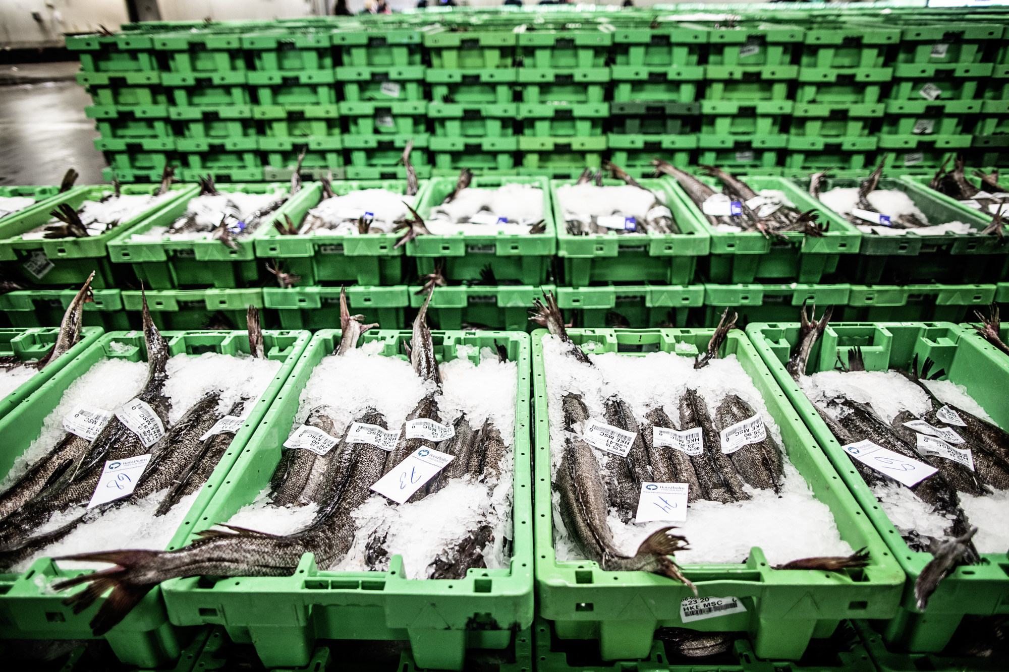 Bentbrandt Fisk RAISFOTO 5913