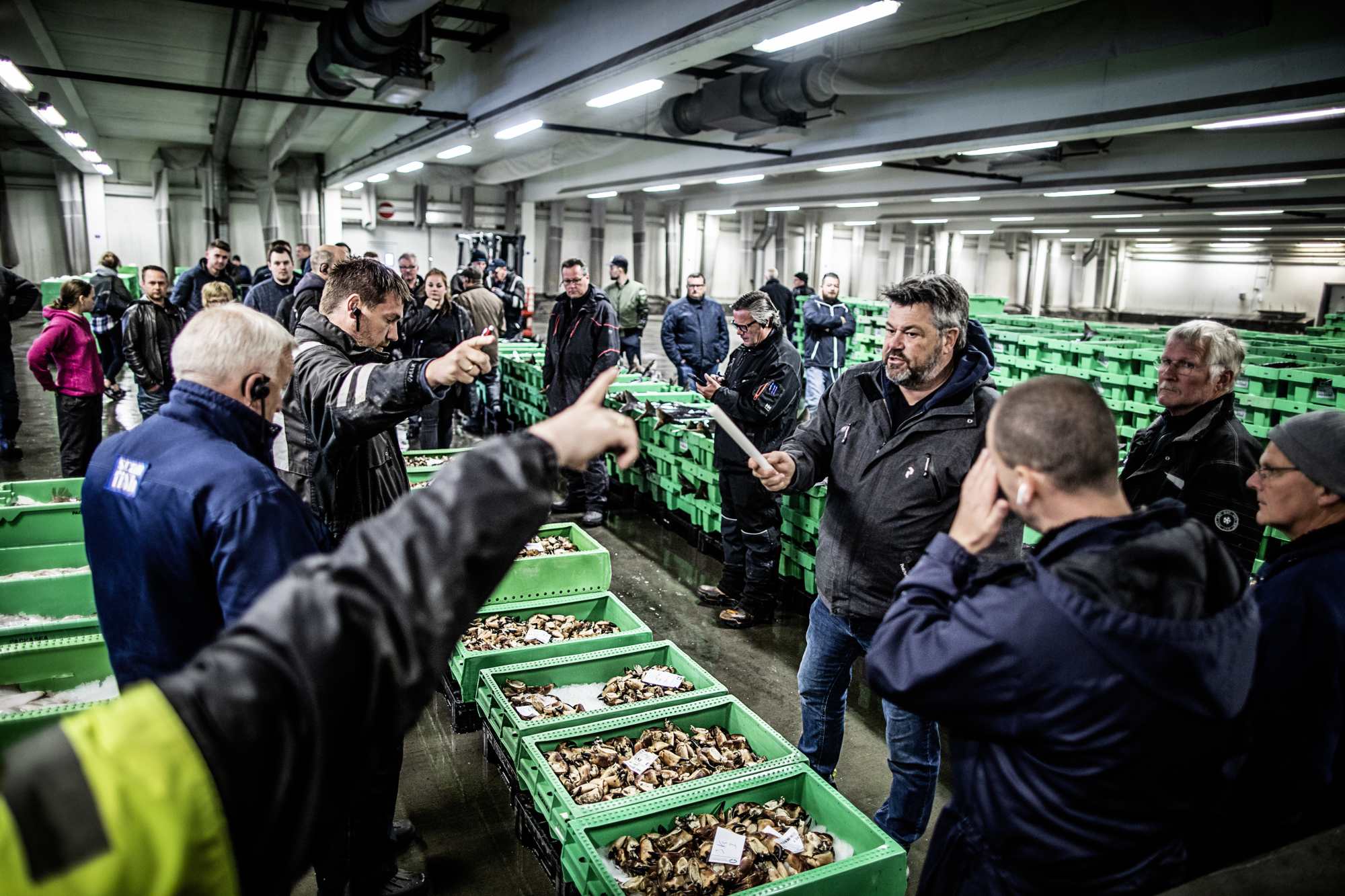 Bentbrandt Fisk RAISFOTO 5945